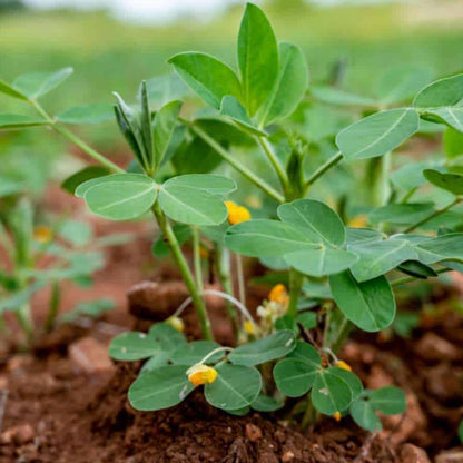 Peanut Seeds 