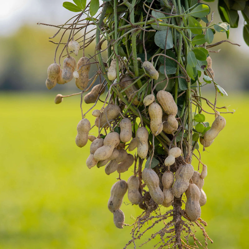 Peanut Seeds 