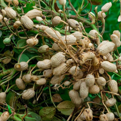 Peanut Seeds for Planting