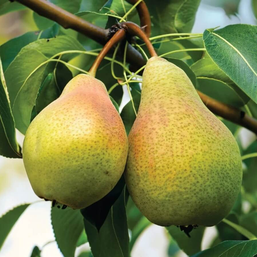 Pear Seeds 