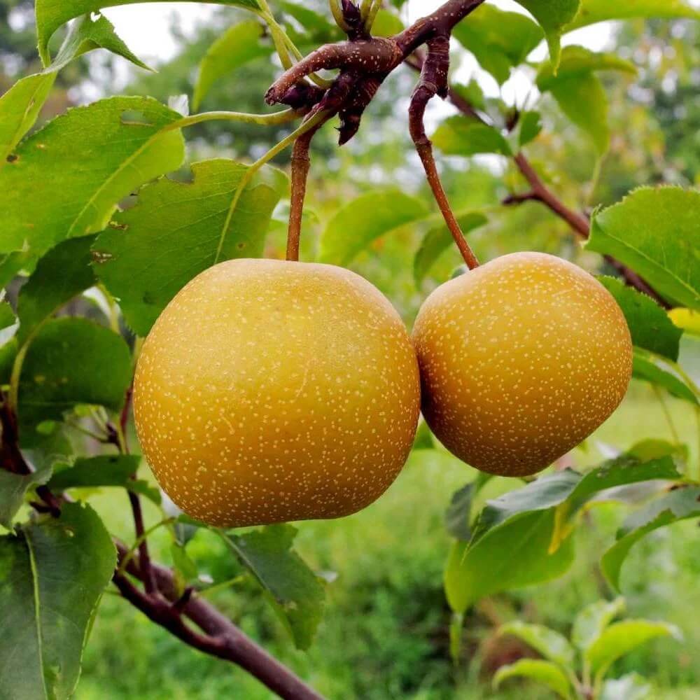 Pear Seeds