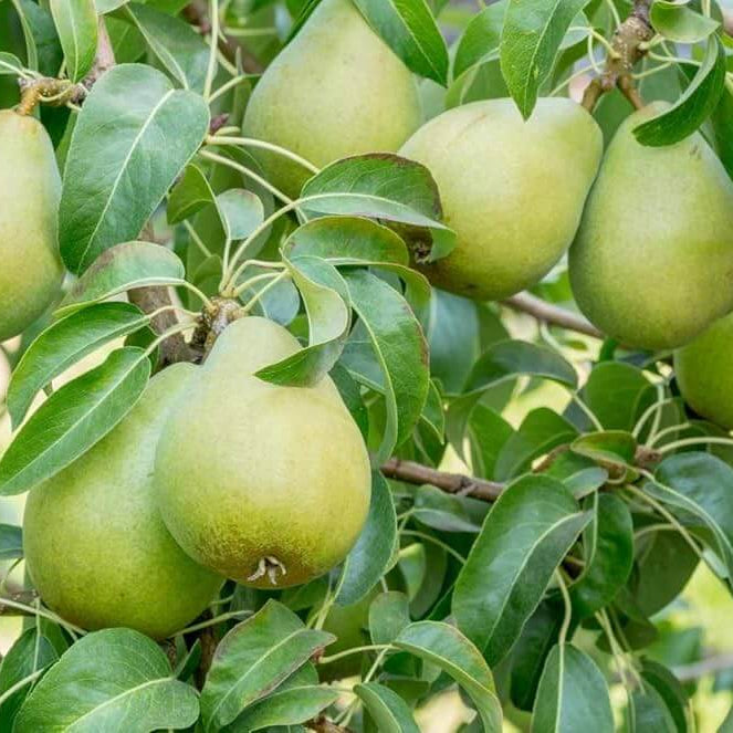 Pear Seeds