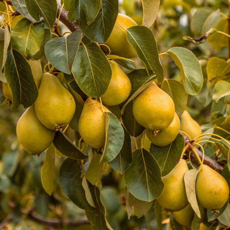 Pear Seeds