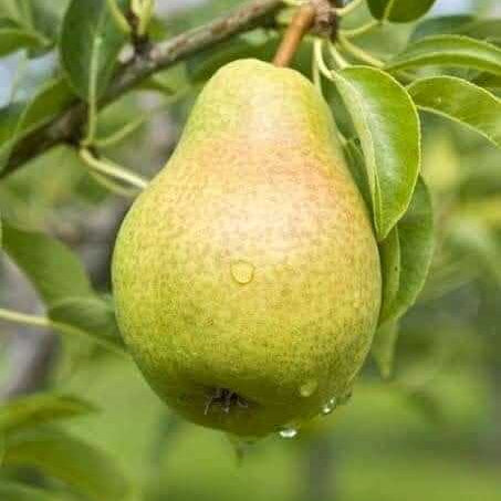 Pear Seeds