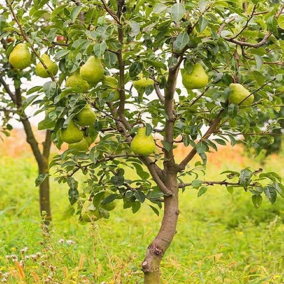 Pear Seeds