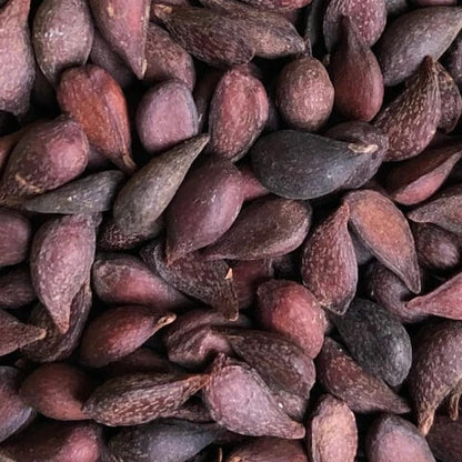 Pear Seeds 
