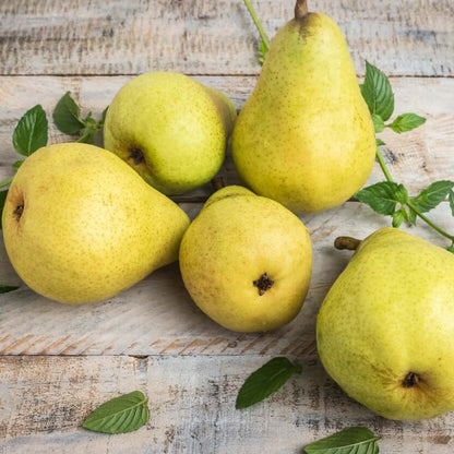 Pear Seeds 