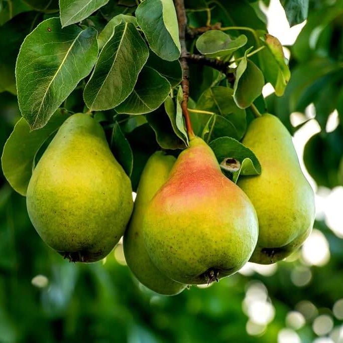 Pear Seeds 