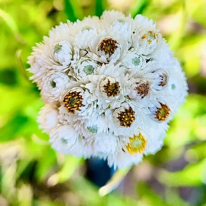 Pearly Everlasting Seeds 