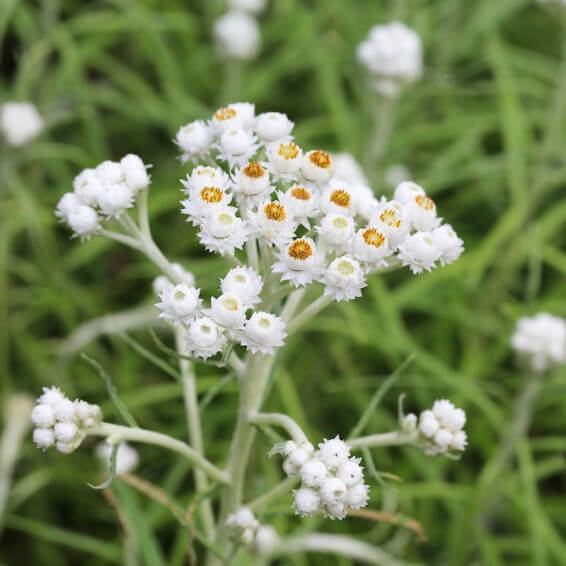 Pearly Everlasting Seeds - Flower Plant