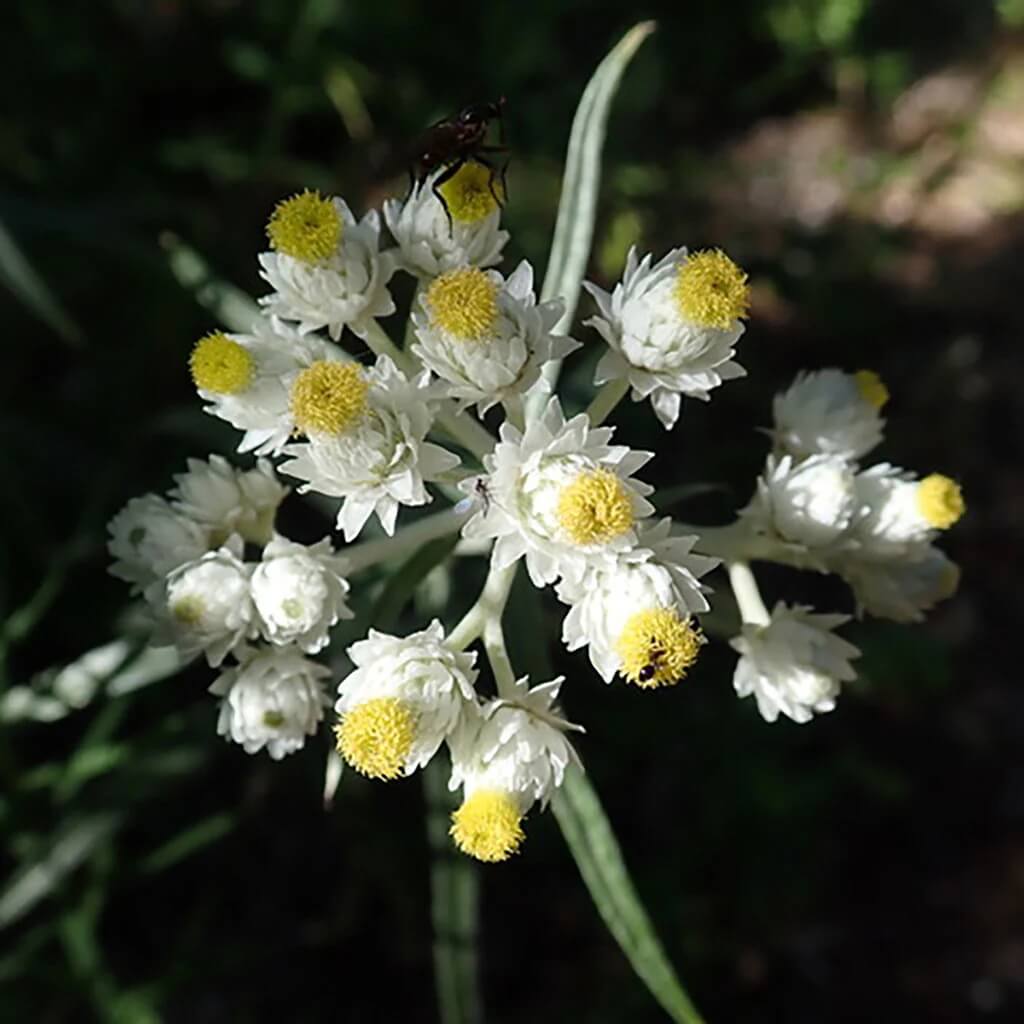 Pearly Everlasting Seeds - Flower Plant
