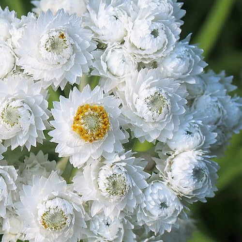 Pearly Everlasting Seeds - Flower Plant