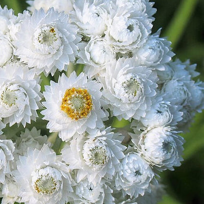 Pearly Everlasting Seeds - Flower Plant