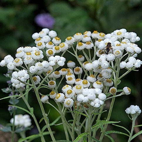 Pearly Everlasting Seeds 