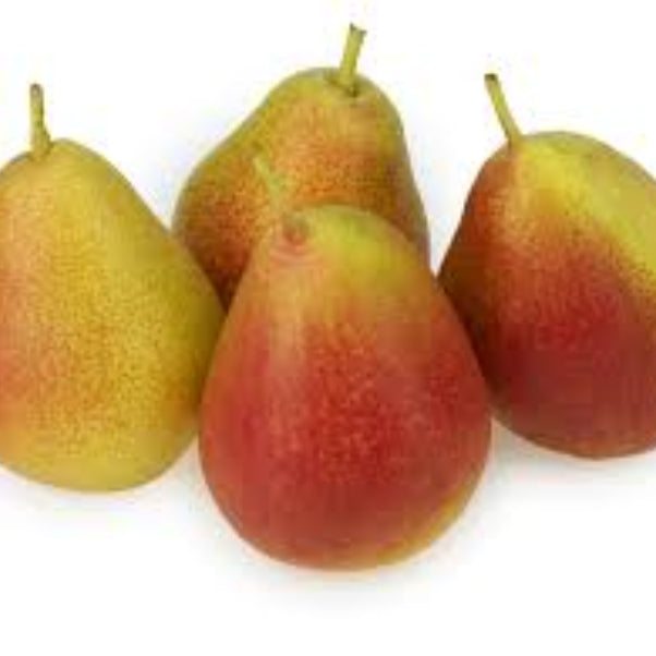 Pears seeds - Fruit for Home Gardens