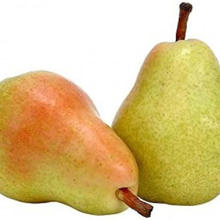 Pears seeds - Fruit for Home Gardens