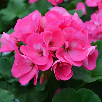 Pelargonium Seeds - Flower Plant for Home Gardens
