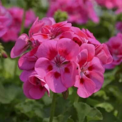 Pelargonium Seeds - Flower Plant for Home Gardens