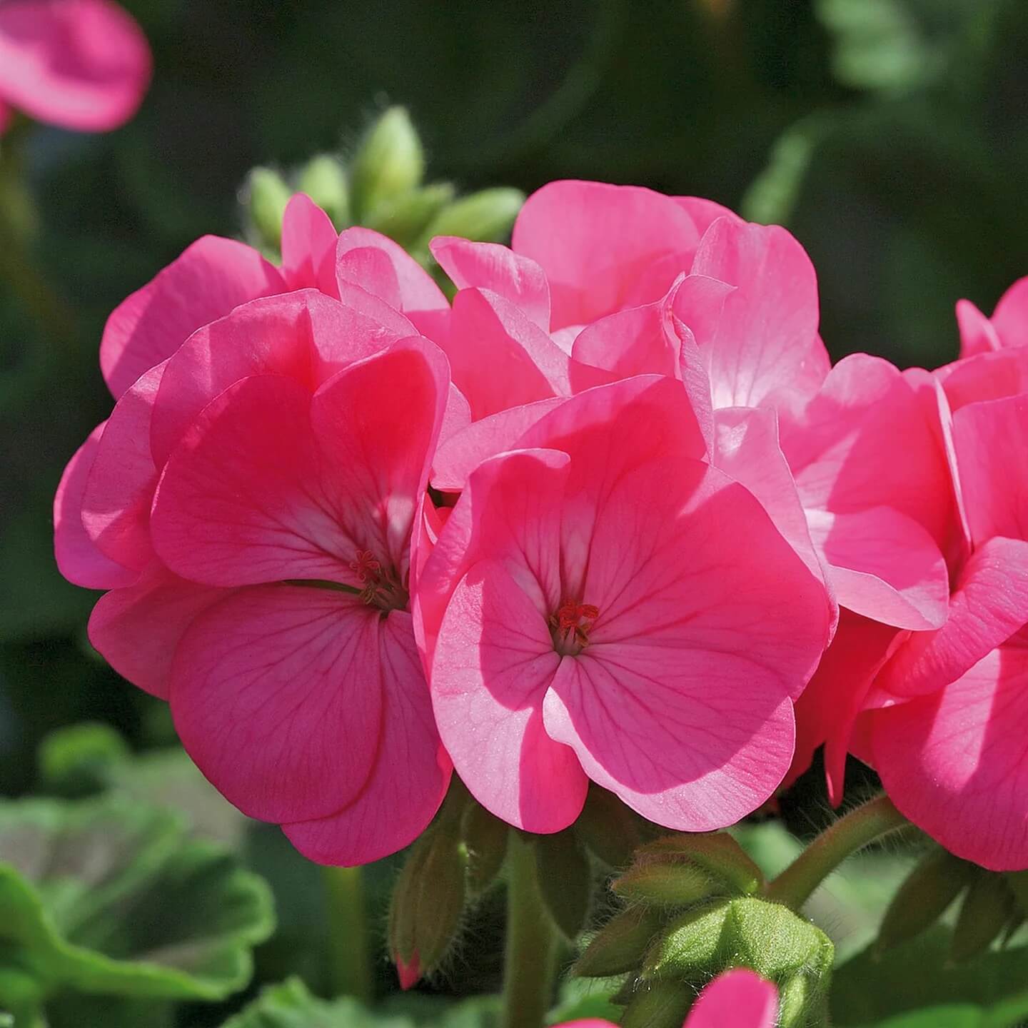 Pelargonium Seeds - Flower Plant for Home Gardens