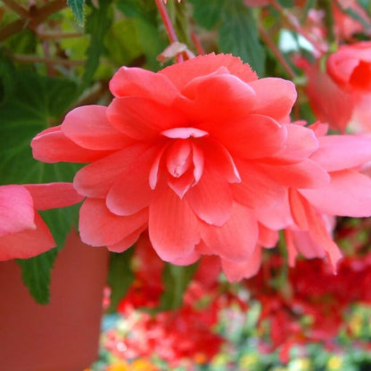 Pelleted Begonia Seeds