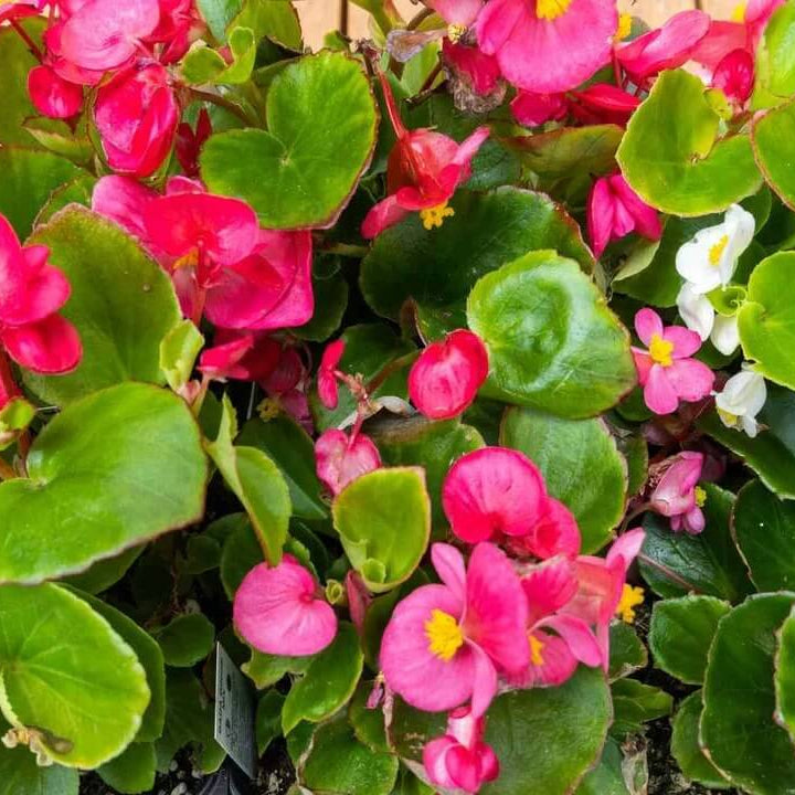 Pelleted Begonia Seeds