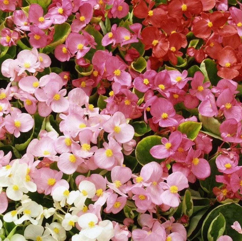 Pelleted Begonia Seeds