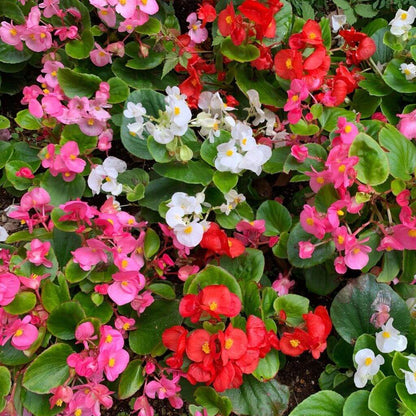 Pelleted Begonia Seeds