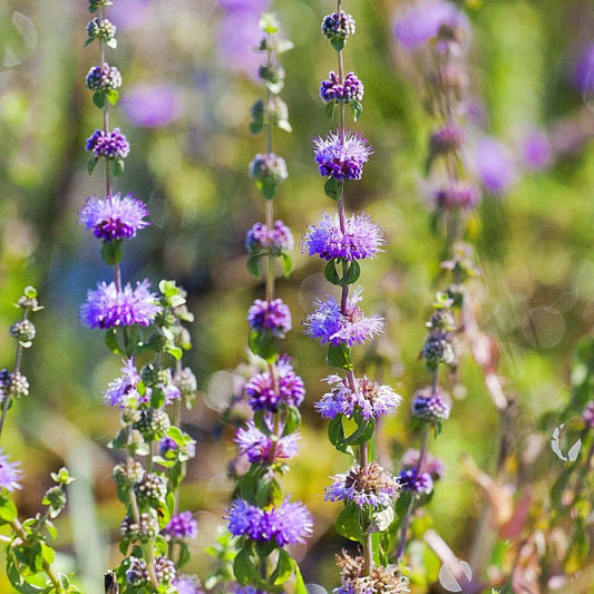Pennyroyal Mint Seeds - Herbal Plant