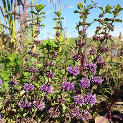 Pennyroyal Mint Seeds - Herbal Plant