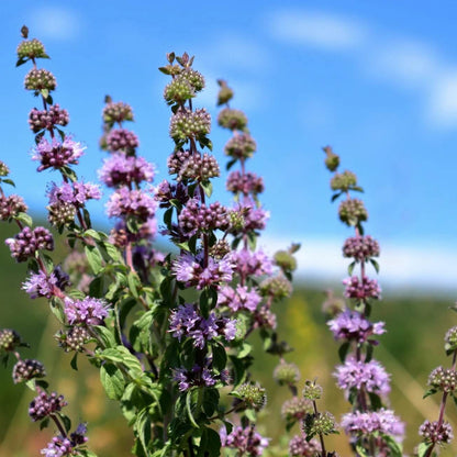 Pennyroyal Mint Seeds - Herbal Plant
