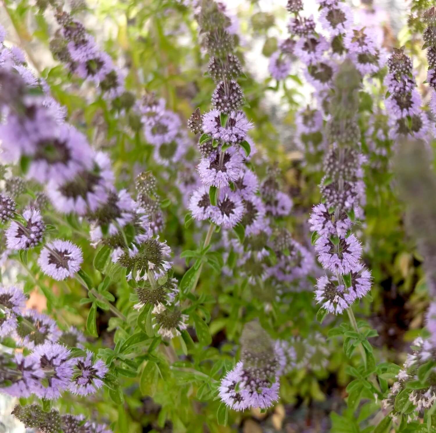 Pennyroyal Seeds - Herbal Plant for Home Gardens