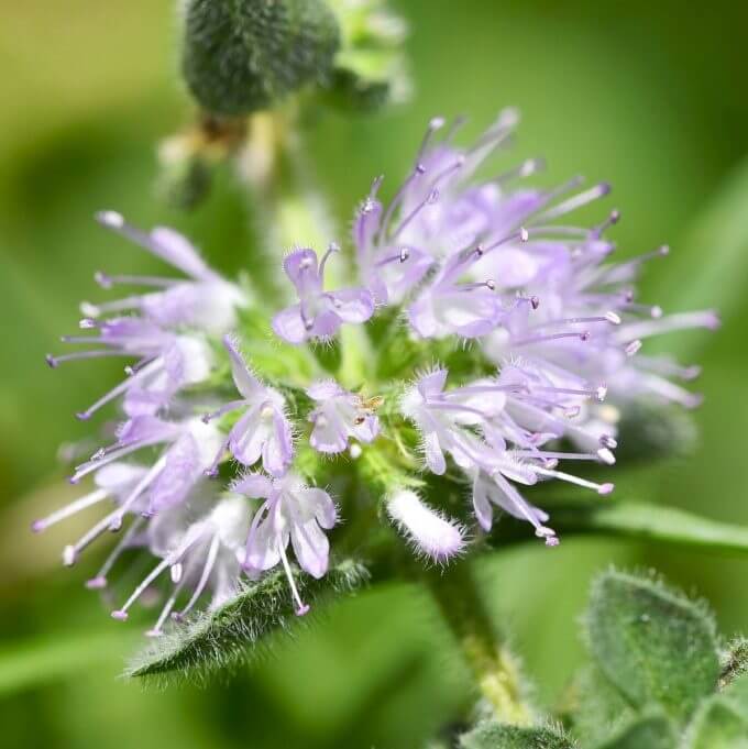 Pennyroyal Seeds for Sale - Heirloom Herb Plant for Home Gardens