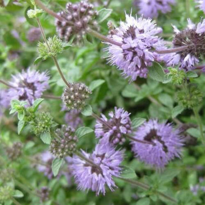 Pennyroyal Seeds for Sale - Heirloom Herb Plant for Home Gardens