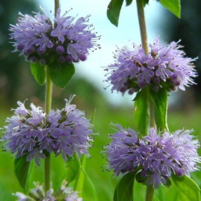 Pennyroyal Seeds for Sale - Heirloom Herb Plant for Home Gardens