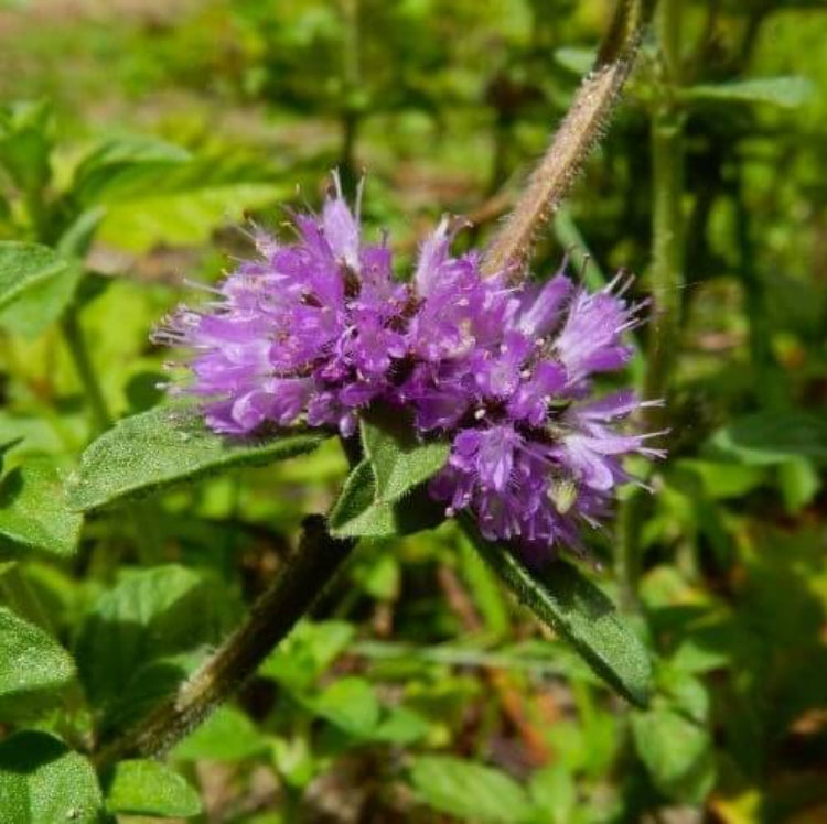 Pennyroyal Seeds for Sale - Heirloom Herb Plant for Home Gardens