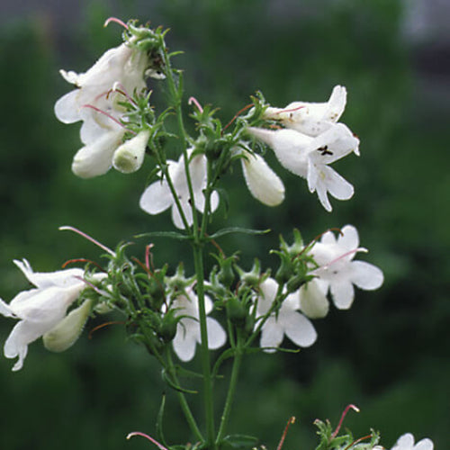 Penstemon Digitalis Seeds - Flower Plant