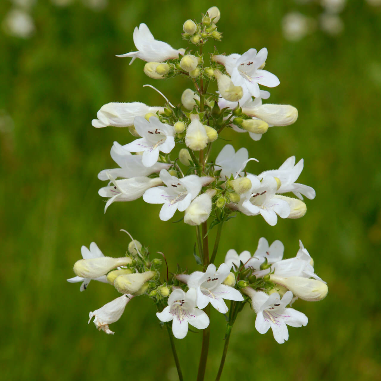 Penstemon Digitalis Seeds - Flower Plant