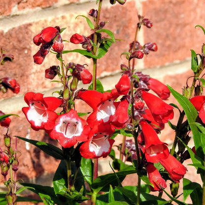 Penstemon Seeds - Flower Plant