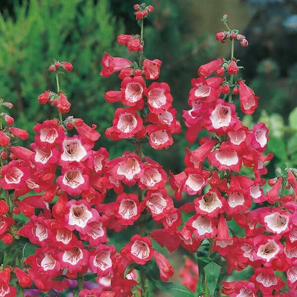 Penstemon Seeds - Flower Plant