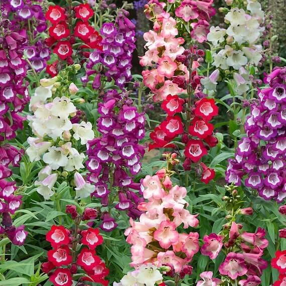 Penstemon Seeds - Flower Plant