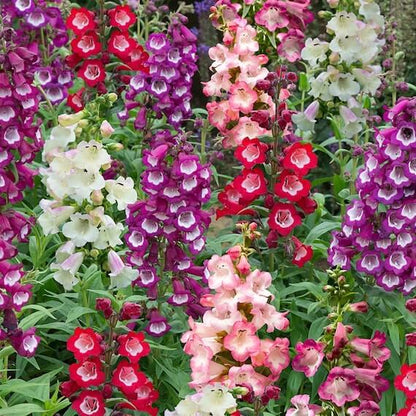 Penstemon Seeds - Flower Plant