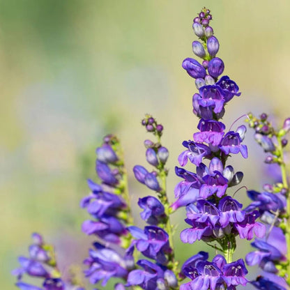 Penstemon Strictus Seeds - Flower Plant