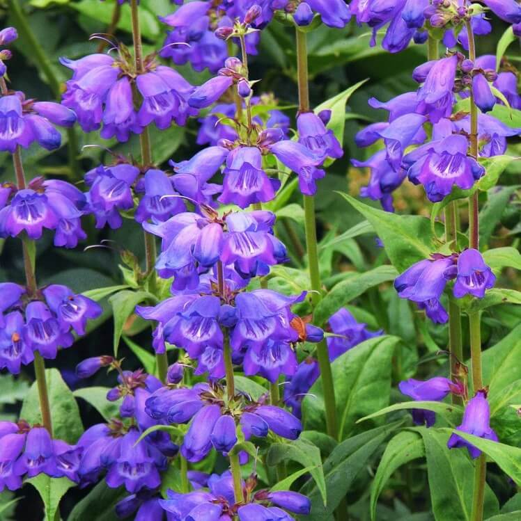 Penstemon Strictus Seeds - Flower Plant