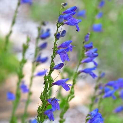 Penstemon Strictus Seeds - Flower Plant