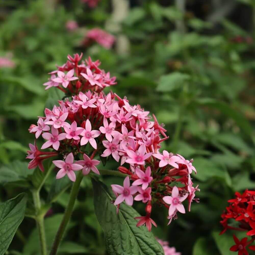 Pentas Seeds