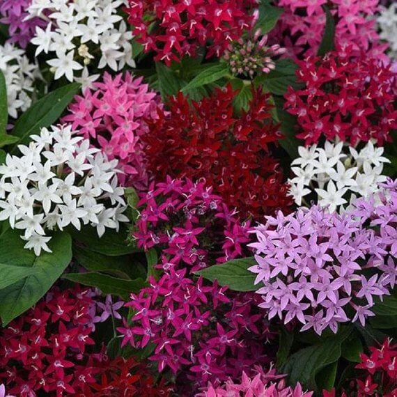 Pentas Seeds