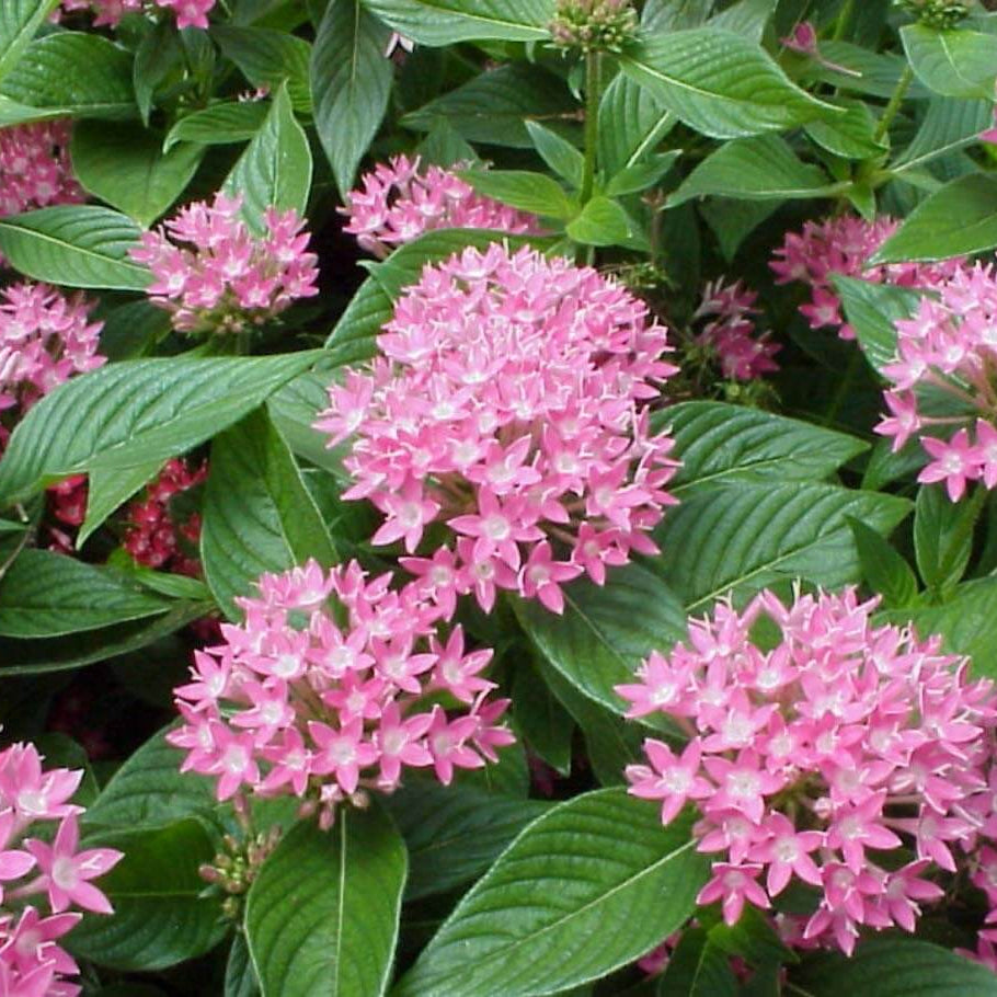 Pentas Seeds