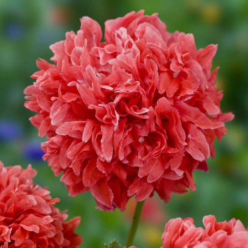 Peony Double Mix Poppy Seeds