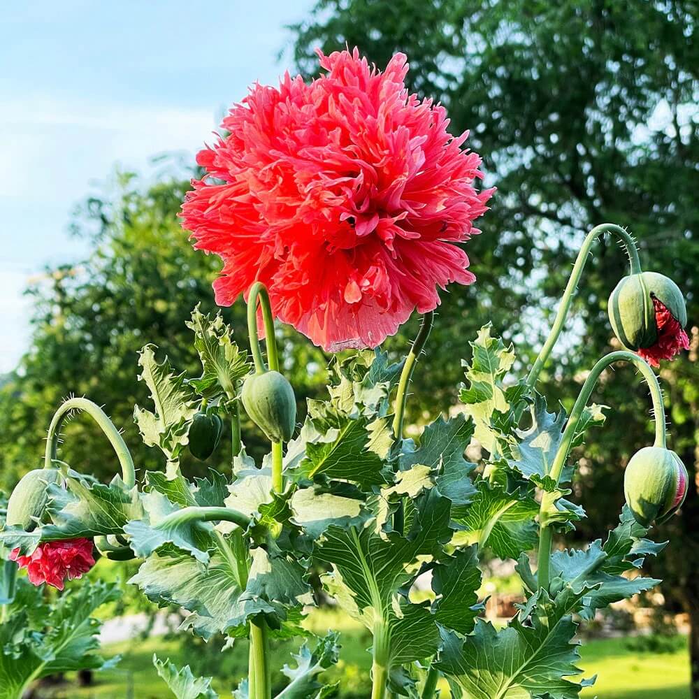 Peony Double Mix Poppy Seeds