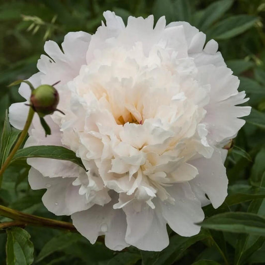 Peony Double Mix Poppy Seeds